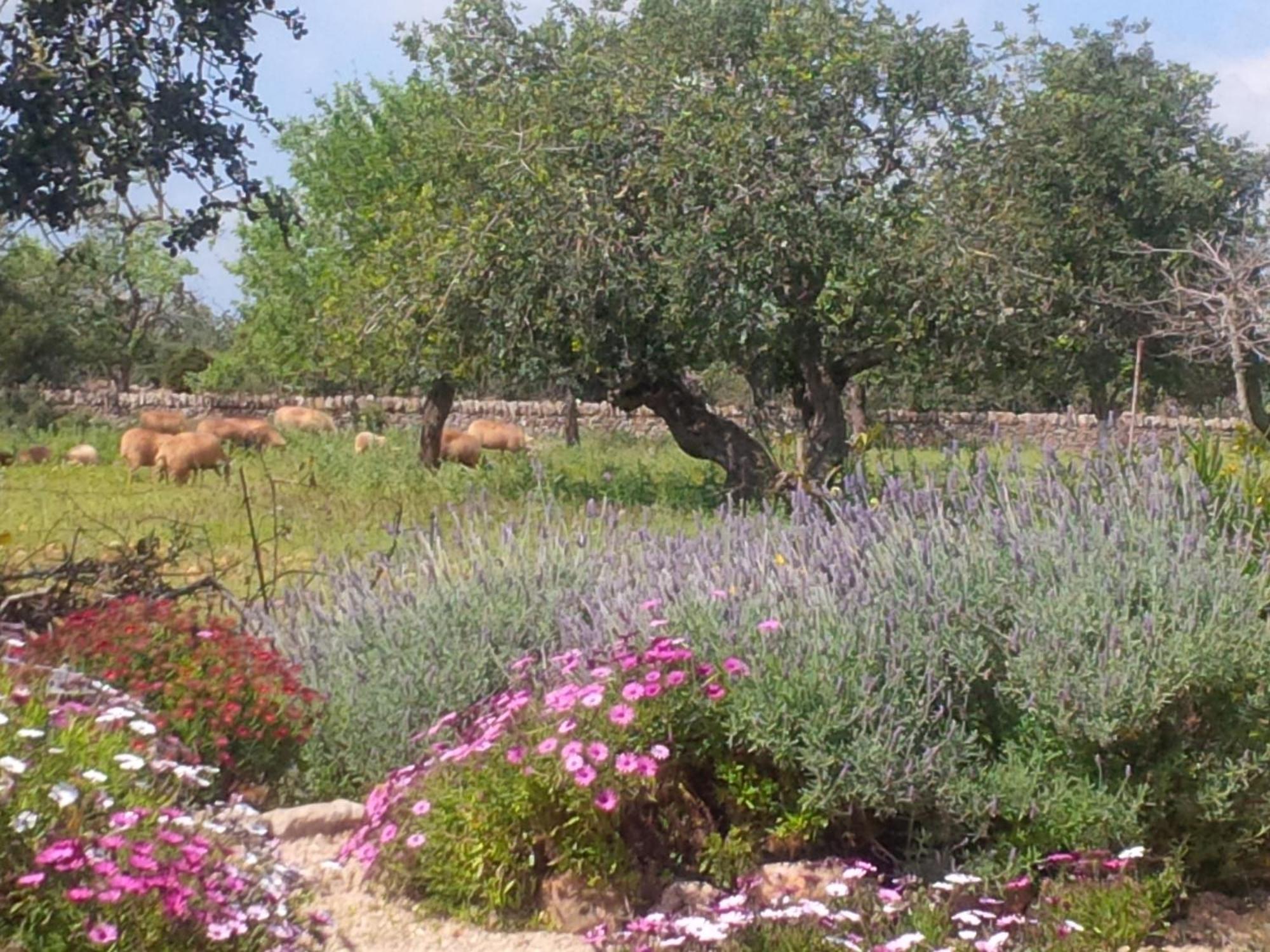 Finca Son Marimon (Adults Only) Santanyí Εξωτερικό φωτογραφία