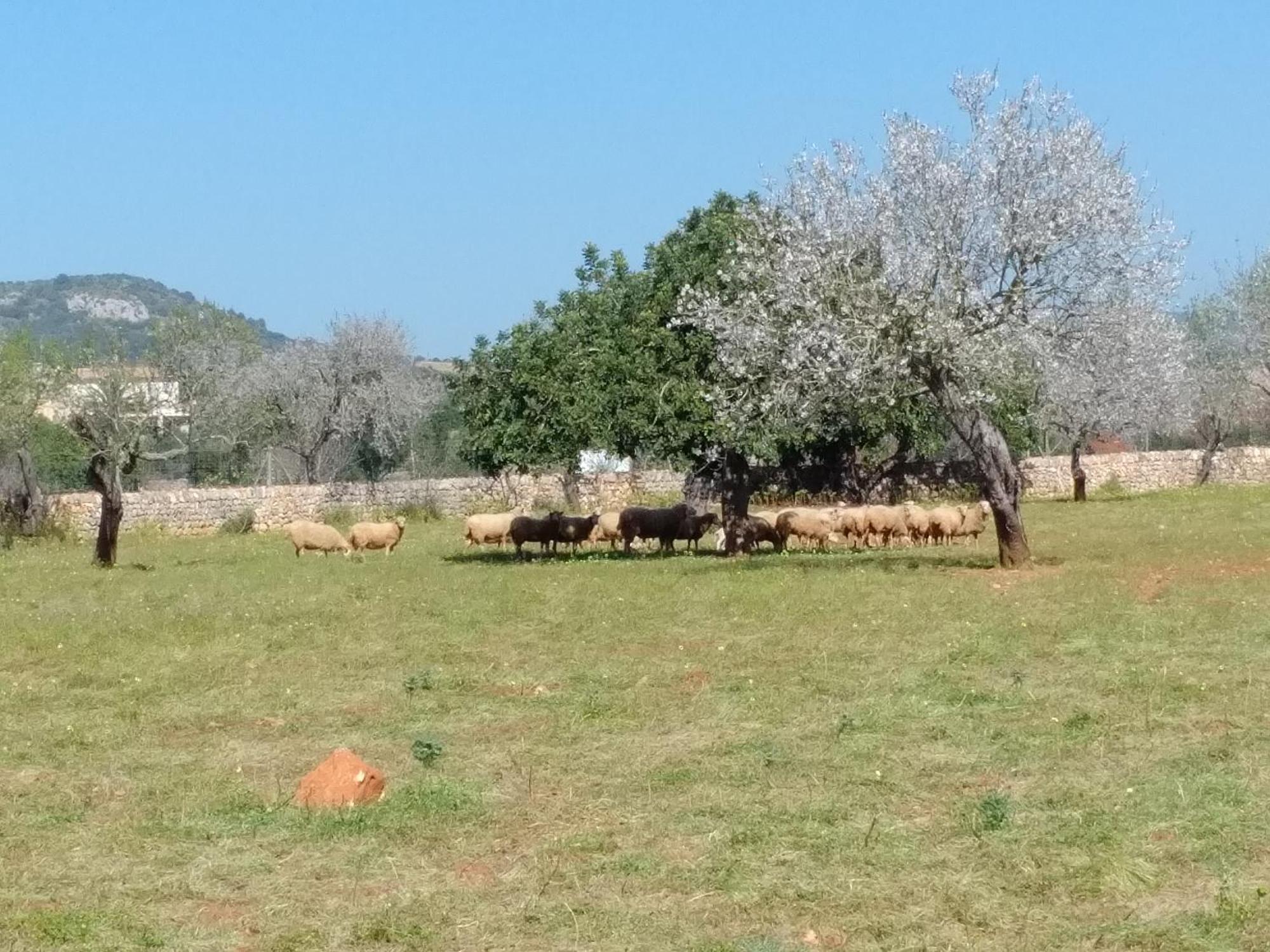 Finca Son Marimon (Adults Only) Santanyí Εξωτερικό φωτογραφία
