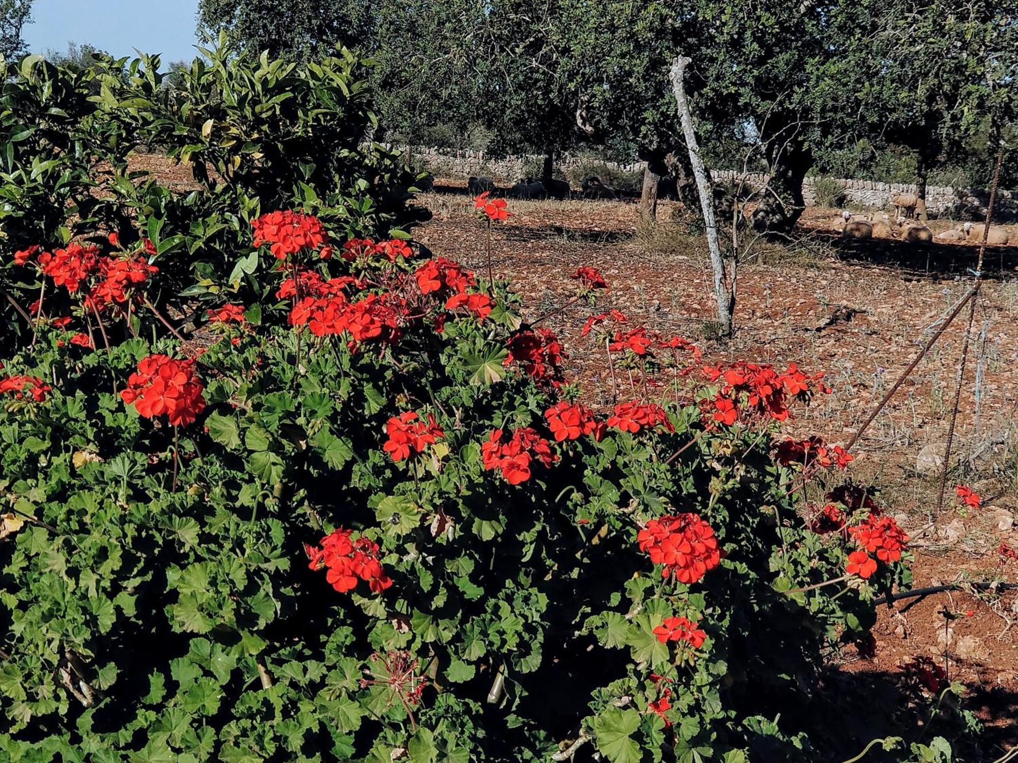 Finca Son Marimon (Adults Only) Santanyí Εξωτερικό φωτογραφία